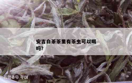 安吉白茶茶里有茶虫可以喝吗？