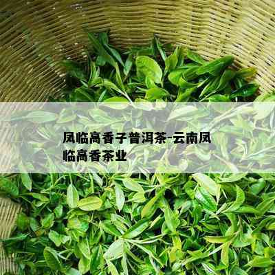 凤临高香子普洱茶-云南凤临高香茶业