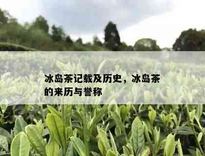 冰岛茶记载及历史，冰岛茶的来历与誉称