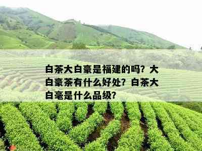 白茶大白豪是福建的吗？大白豪茶有什么好处？白茶大白毫是什么品级？