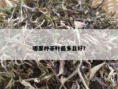 哪里种茶叶最多且好？