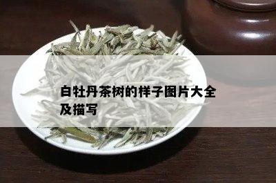 白牡丹茶树的样子图片大全及描写