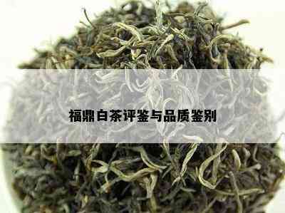 福鼎白茶评鉴与品质鉴别