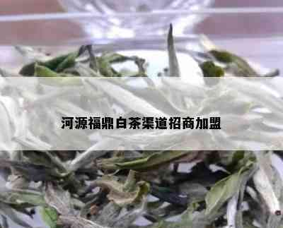 河源福鼎白茶渠道招商加盟