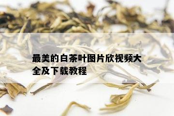 最美的白茶叶图片欣视频大全及下载教程