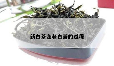 新白茶变老白茶的过程