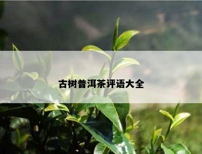 古树普洱茶评语大全