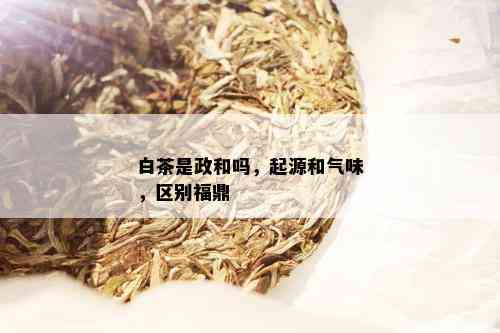 白茶是政和吗，起源和气味，区别福鼎