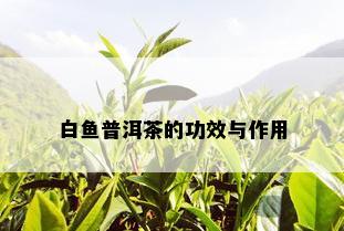 白鱼普洱茶的功效与作用