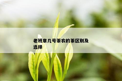 老班章几号茶农的茶区别及选择