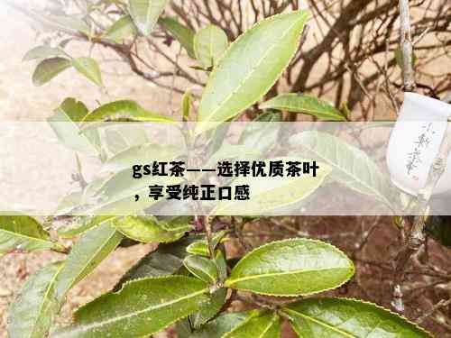 gs红茶——选择优质茶叶，享受纯正口感