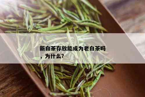 新白茶存放能成为老白茶吗，为什么？