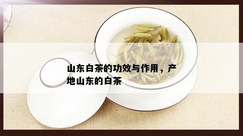 山东白茶的功效与作用，产地山东的白茶