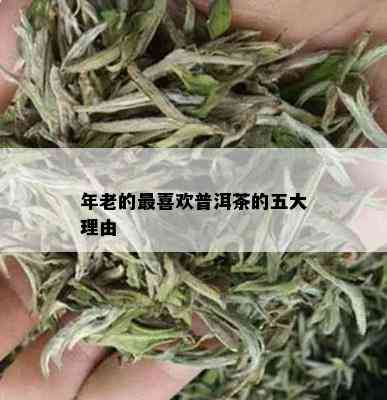 年老的最喜欢普洱茶的五大理由