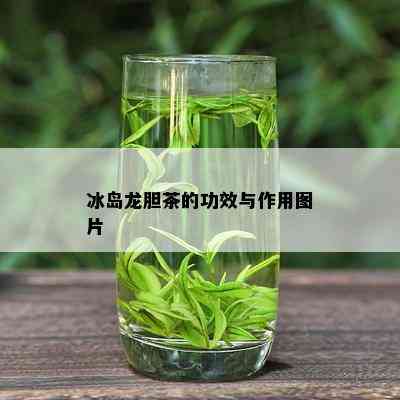 冰岛龙胆茶的功效与作用图片