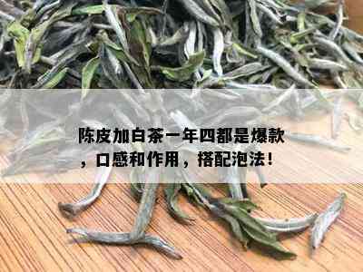 陈皮加白茶一年四都是爆款，口感和作用，搭配泡法！