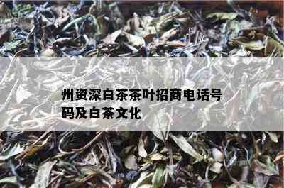 州资深白茶茶叶招商电话号码及白茶文化