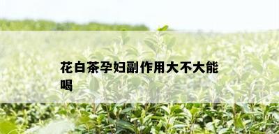 花白茶孕妇副作用大不大能喝