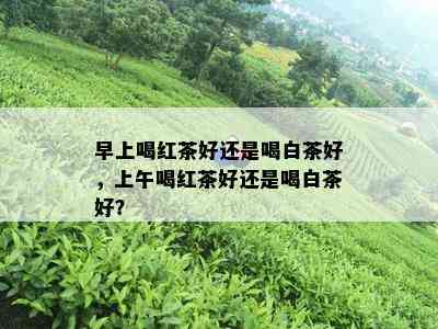 早上喝红茶好还是喝白茶好，上午喝红茶好还是喝白茶好？