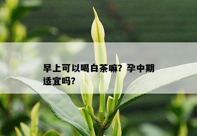 早上可以喝白茶嘛？孕中期适宜吗？