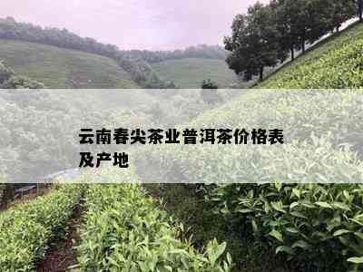 云南春尖茶业普洱茶价格表及产地