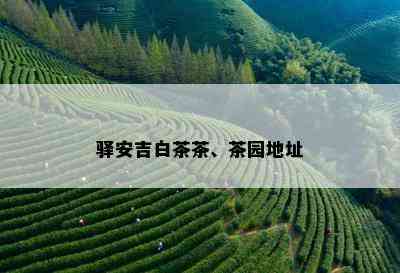 驿安吉白茶茶、茶园地址