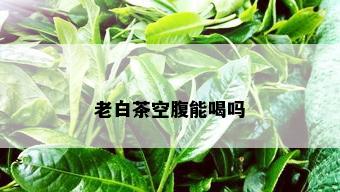 老白茶空腹能喝吗