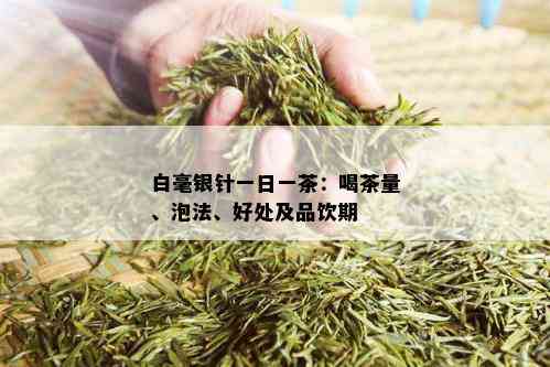 白毫银针一日一茶：喝茶量、泡法、好处及品饮期