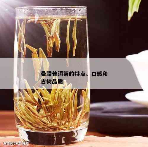 曼腊普洱茶的特点、口感和古树品质