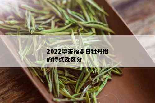 2022华茶福鼎白牡丹眉的特点及区分