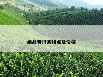 绝品普洱茶特点及价格