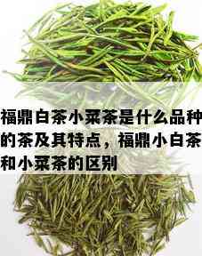 福鼎白茶小菜茶是什么品种的茶及其特点，福鼎小白茶和小菜茶的区别