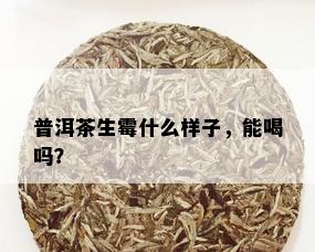 普洱茶生霉什么样子，能喝吗？