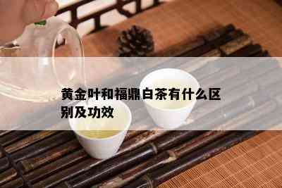 黄金叶和福鼎白茶有什么区别及功效