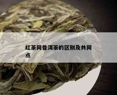 红茶同普洱茶的区别及共同点