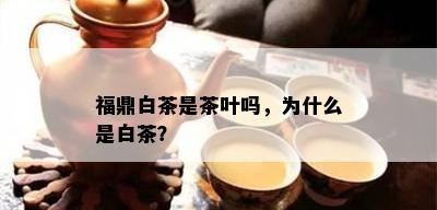 福鼎白茶是茶叶吗，为什么是白茶？