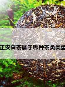 正安白茶属于哪种茶类类型