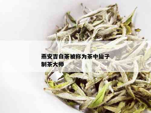 燕安吉白茶被称为茶中仙子制茶大师