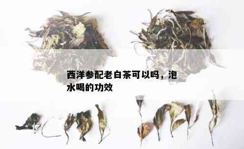 西洋参配老白茶可以吗，泡水喝的功效