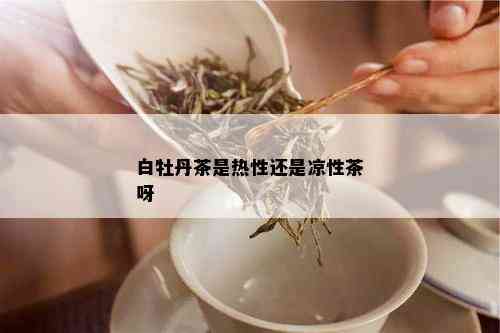 白牡丹茶是热性还是凉性茶呀