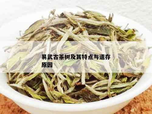 易武古茶树及其特点与遗存原因