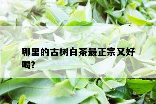 哪里的古树白茶最正宗又好喝？