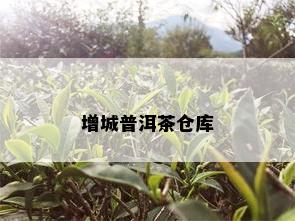 增城普洱茶仓库