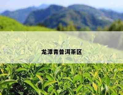 龙潭青普洱茶区