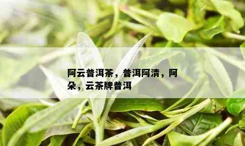 阿云普洱茶，普洱阿清，阿朵，云茶牌普洱