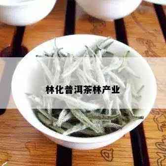 林化普洱茶林产业