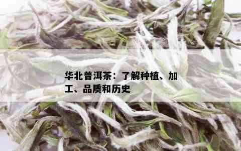 华北普洱茶：了解种植、加工、品质和历史