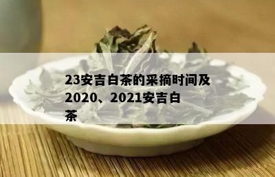 23安吉白茶的采摘时间及2020、2021安吉白茶