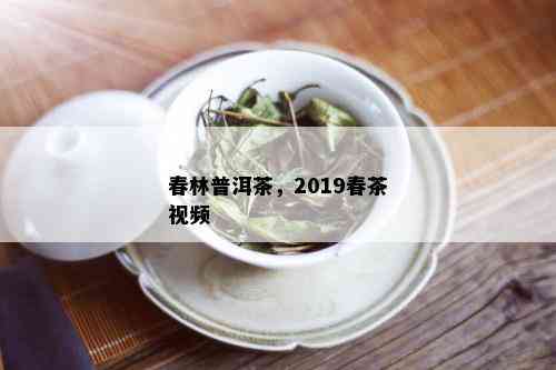 春林普洱茶，2019春茶视频