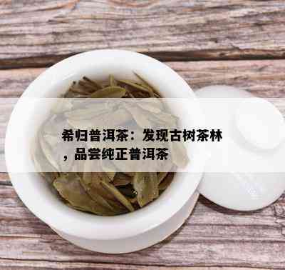 希归普洱茶：发现古树茶林，品尝纯正普洱茶